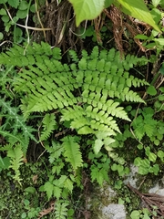 Diplazium squamigerum