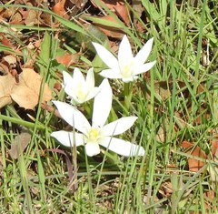 Ornithogalum baeticum