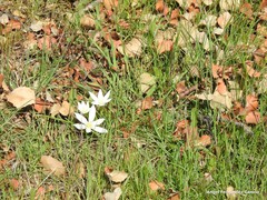 Ornithogalum baeticum