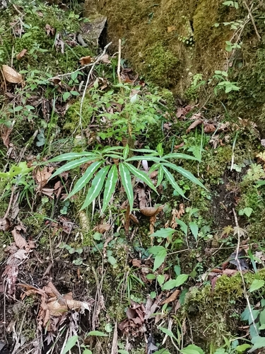 Arisaema undulatifolium iNat (1)