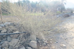 Vachellia tortilis