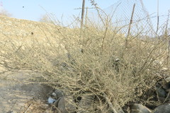 Vachellia tortilis