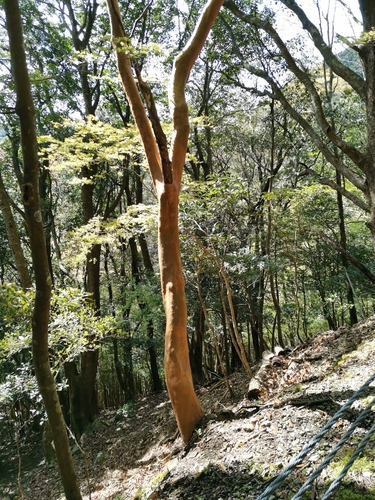 Stewartia monadelpha, photograph 1