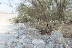 Vachellia tortilis