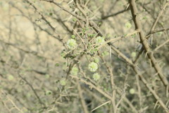 Vachellia tortilis