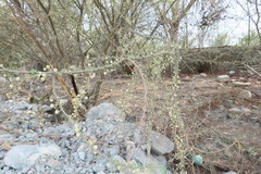 Vachellia tortilis