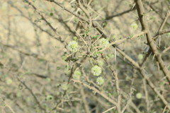 Vachellia tortilis