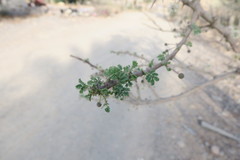 Vachellia tortilis