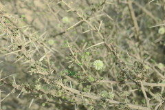Vachellia tortilis