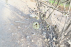 Vachellia tortilis