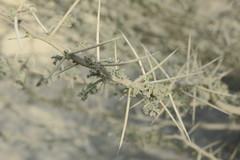 Vachellia tortilis