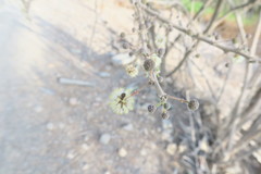 Vachellia tortilis