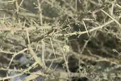 Vachellia tortilis