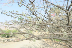 Vachellia tortilis