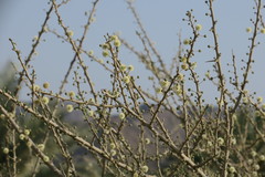 Vachellia tortilis