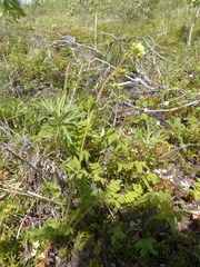 Drymocallis convallaria