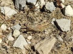 Chorthippus apicalis