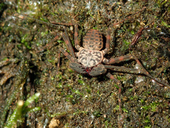 Charinus neocaledonicus