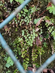 Adiantum monochlamys