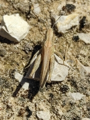 Chorthippus apicalis