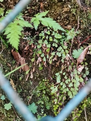 Adiantum monochlamys