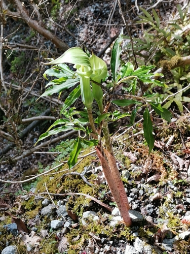 Image of Arisaema angustatum by (c) harum.koh, some rights reserved (CC BY-SA)
