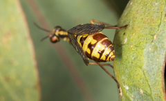 Spaminta minjerribae