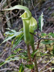 Arisaema angustatum