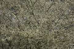 Vachellia tortilis