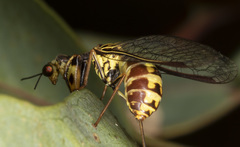 Spaminta minjerribae