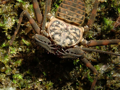 Charinus neocaledonicus