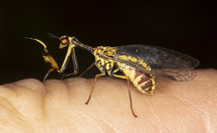 Spaminta minjerribae