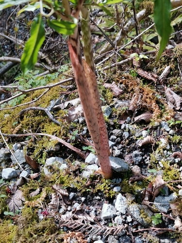 Image of Arisaema angustatum by (c) harum.koh, some rights reserved (CC BY-SA)