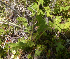 Drymocallis convallaria