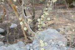 Vachellia tortilis