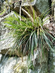 Carex morrowii