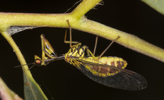 Spaminta minjerribae