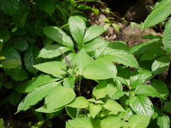 Orthosiphon rubicundus