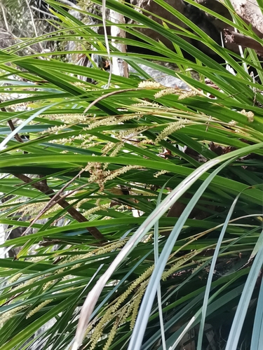Image of Carex morrowii by (c) harum.koh, some rights reserved (CC BY-SA)
