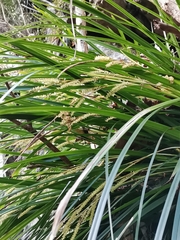 Carex morrowii