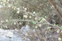 Vachellia tortilis