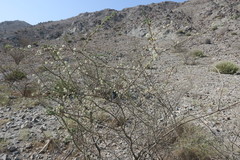 Vachellia tortilis