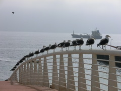 Larus dominicanus dominicanus