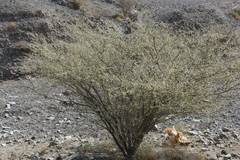 Vachellia tortilis