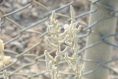 Aerva javanica