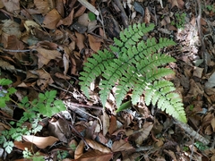 Diplazium squamigerum