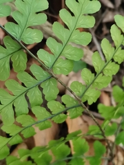 Diplazium squamigerum