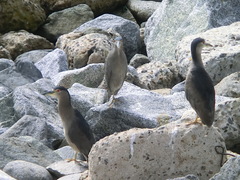Nycticorax nycticorax