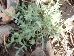 Centaurea