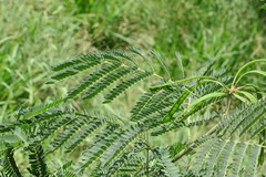 Albizia lebbeck